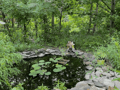 A Small Pond Surrounded By Trees And Rocks In A Lush Green Forest GIF
