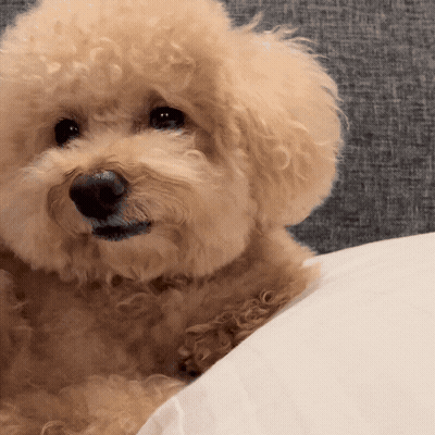 A Small Poodle Laying On A White Pillow Looking At The Camera GIF
