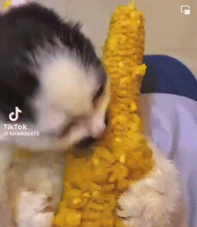 A Small Puppy Is Eating Corn On The Cob . GIF