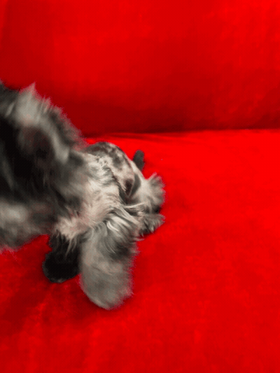 A Small Puppy Is Sitting On A Red Couch GIF