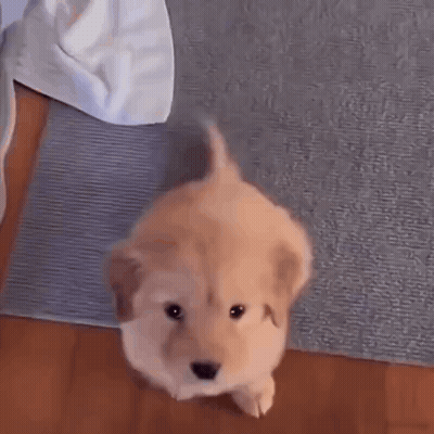 A Small Puppy Is Standing On A Rug On A Wooden Floor And Looking Up At The Camera . GIF