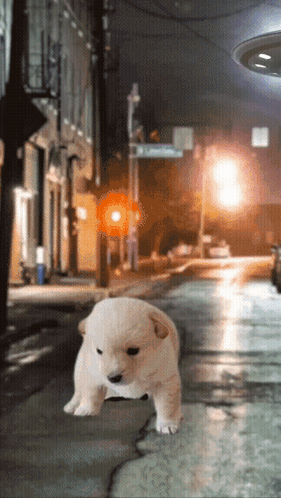 A Small Puppy Is Walking Down A Street With A Sign That Says Lyman Street GIF