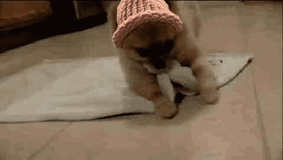 A Small Puppy Wearing A Pink Hat Is Playing With A Stuffed Animal . GIF