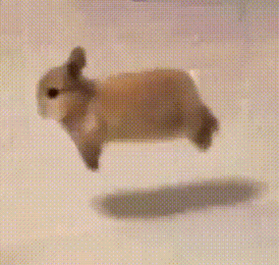 A Small Rabbit Is Jumping In The Air . GIF