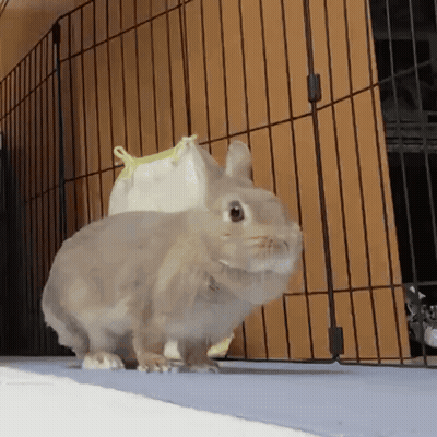 A Small Rabbit Is Standing In Front Of A Cage Looking At The Camera . GIF