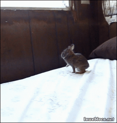 A Small Rabbit Is Standing On A Bed With The Website Laweblog.net In The Bottom Right Corner GIF