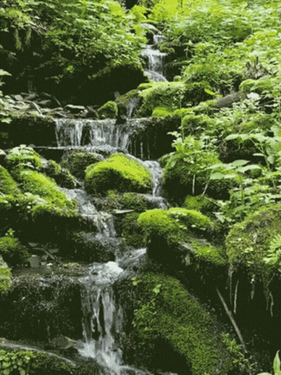 A Small Waterfall Surrounded By Mossy Rocks And Plants GIF