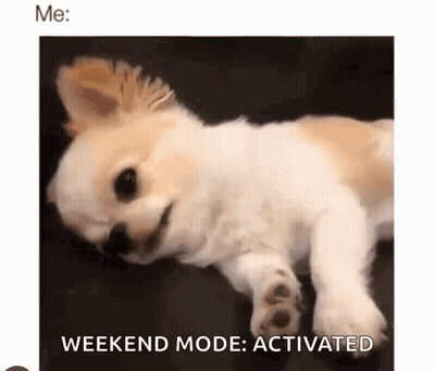 A Small White And Brown Dog Is Laying On Its Back On A Bed . GIF