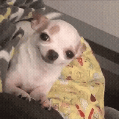 A Small White Chihuahua Dog Is Laying On A Blanket On A Bed . GIF