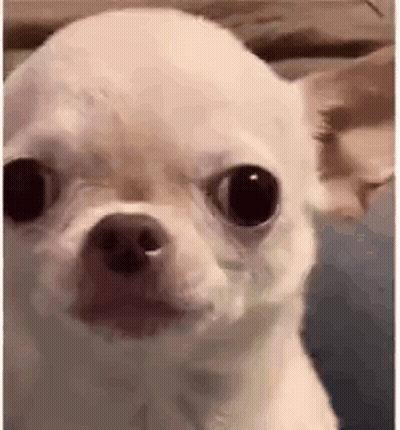 A Small White Chihuahua Dog Is Looking At The Camera With A Serious Look On Its Face . GIF