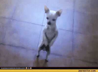 A Small White Chihuahua Is Standing On Its Hind Legs On A Tiled Floor . GIF