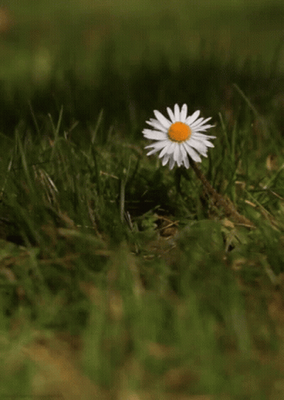 A Small White Daisy With A Yellow Center Is Growing In The Grass GIF