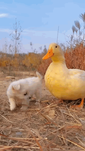 A Small White Dog And A Large Yellow Duck Are Standing Next To Each Other On A Dirt Field . GIF
