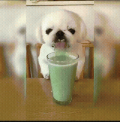 A Small White Dog Is Drinking A Green Drink From A Glass GIF