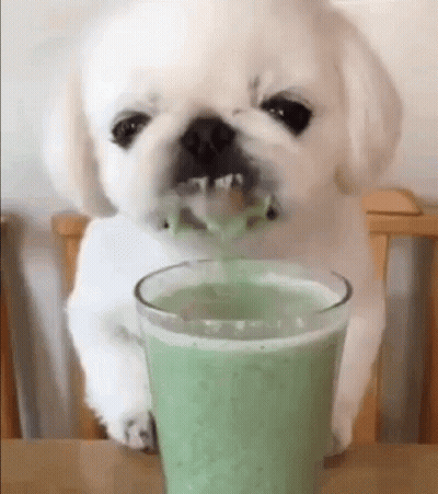 A Small White Dog Is Drinking A Green Drink From A Glass . GIF