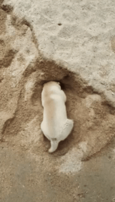 A Small White Dog Is Laying In A Hole In The Sand GIF