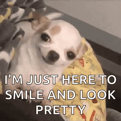 A Small White Dog Is Laying On A Bed With The Words I 'M Just Here To Smile And Look Pretty GIF