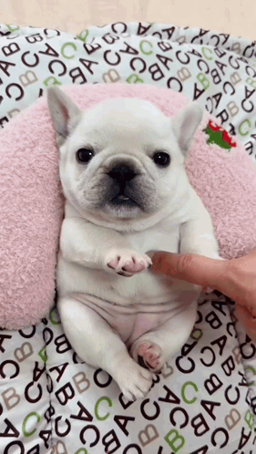 A Small White Dog Is Laying On A Blanket With The Letter Abc On It GIF