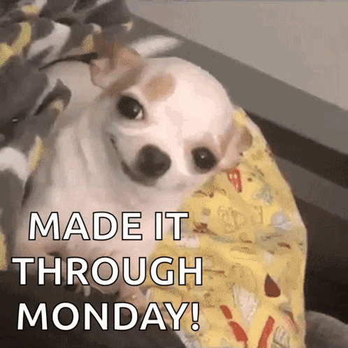 A Small White Dog Is Laying On A Blanket With The Words Made It Through Monday GIF