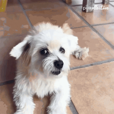 A Small White Dog Is Laying On A Tiled Floor With The Petcollective Written On The Bottom GIF