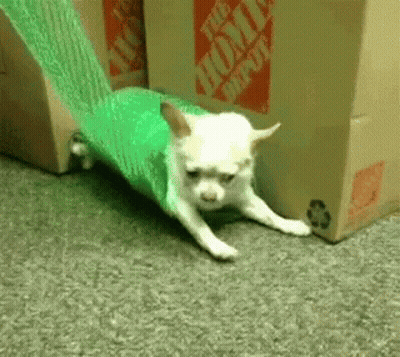 A Small White Dog Is Laying On The Floor Next To A Home Depot Cardboard Box GIF