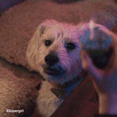 A Small White Dog Is Looking At A Person Lighting A Candle . GIF