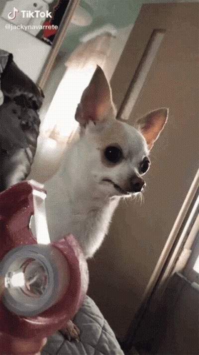 A Small White Dog Is Looking At The Camera With A Tik Tok Watermark GIF