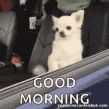 A Small White Dog Is Looking Out Of A Car Window And Says Good Morning GIF