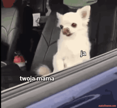 A Small White Dog Is Looking Out Of A Car Window With The Words Twoja Mama Written On It GIF