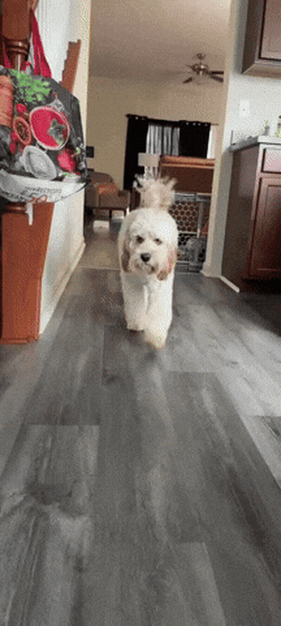 A Small White Dog Is Running Down A Hallway In A Home GIF