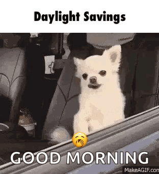 A Small White Dog Is Sitting In A Car Window . GIF