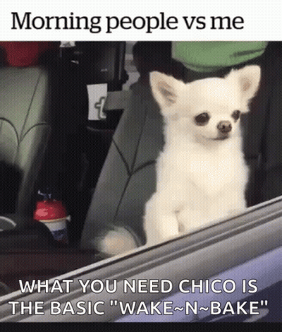 A Small White Dog Is Sitting In The Back Seat Of A Car And Looking Out The Window . GIF