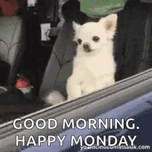 A Small White Dog Is Sitting In The Back Seat Of A Car And Looking Out The Window . GIF