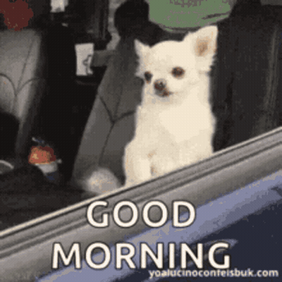 A Small White Dog Is Sitting In The Back Seat Of A Car And Says Good Morning . GIF