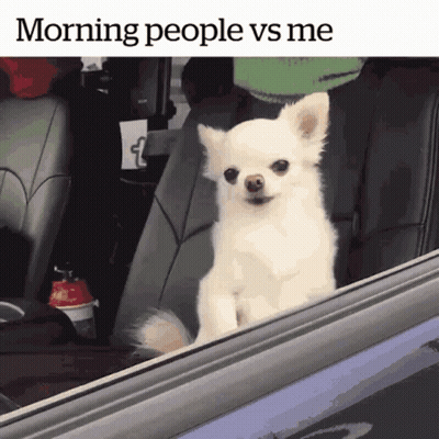 A Small White Dog Is Sitting In The Back Seat Of A Car Looking Out The Window GIF