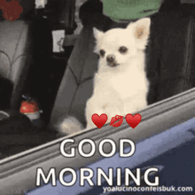 A Small White Dog Is Sitting In The Back Seat Of A Car With A Good Morning Greeting GIF