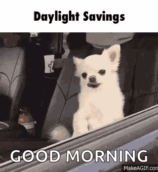 A Small White Dog Is Sitting In The Driver 'S Seat Of A Car And Looking Out The Window . GIF