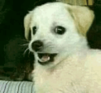 A Small White Dog Is Sitting On A Couch With Its Mouth Open And Looking At The Camera . GIF