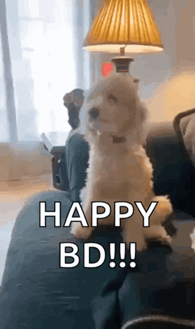 A Small White Dog Is Sitting On A Couch With The Words `` Happy Bd !! '' Written On It . GIF