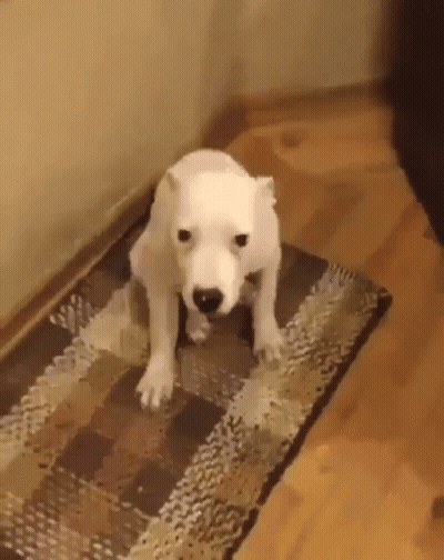 A Small White Dog Is Sitting On A Rug On The Floor . GIF