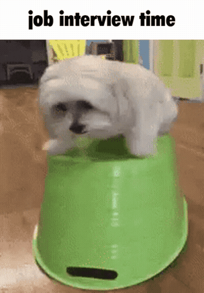 A Small White Dog Is Sitting On Top Of A Green Bucket With The Words Job Interview Time Below It GIF