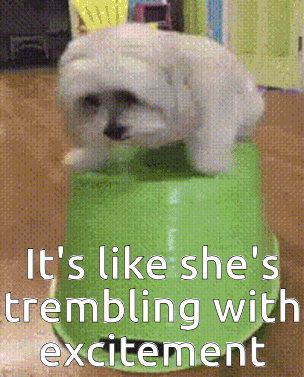 A Small White Dog Is Sitting On Top Of A Green Container With The Caption It 'S Like She 'S Trembling GIF