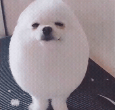 A Small White Dog Is Standing On A Black Mat On A Table . GIF