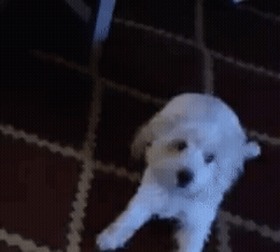 A Small White Dog Is Standing On A Red Carpet GIF