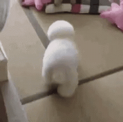 A Small White Dog Is Standing On A Table . GIF