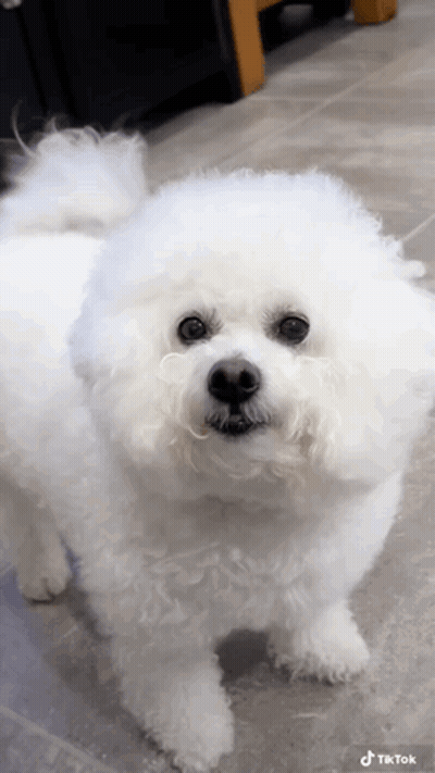 A Small White Dog Is Standing On A Tiled Floor And Looking At The Camera . GIF