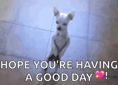 A Small White Dog Is Standing On Its Hind Legs . GIF