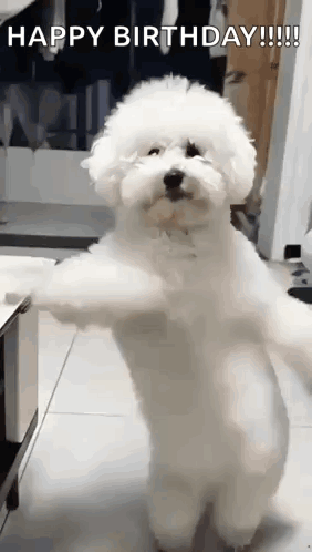 A Small White Dog Is Standing On Its Hind Legs And Dancing . GIF
