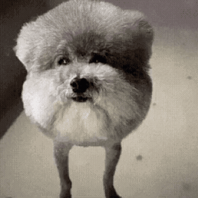 A Small White Dog Is Standing On Its Hind Legs . GIF