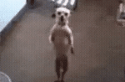 A Small White Dog Is Standing On Its Hind Legs On A Floor . GIF